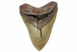 Fossil Megalodon Tooth - North Carolina #299063-1